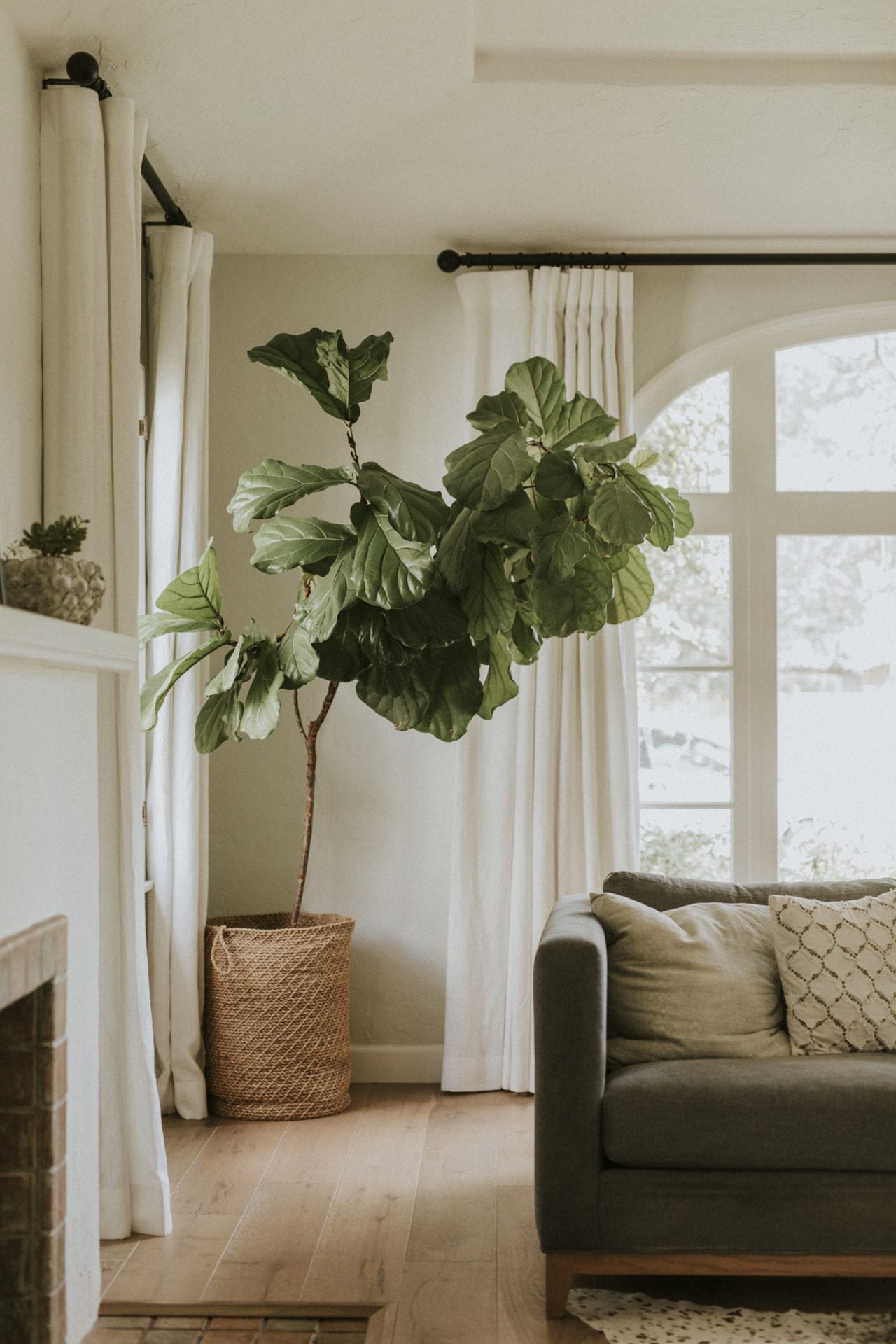 A fiddle leaf fig in a woven basket sits by a large arched window with white curtains in a cozy living room, featuring a gray sofa and wooden floor.